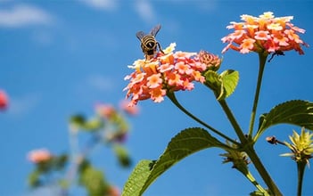 眠れない夜には蜂がいい？
